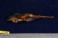 藏品(灰喉山椒鳥)的圖片